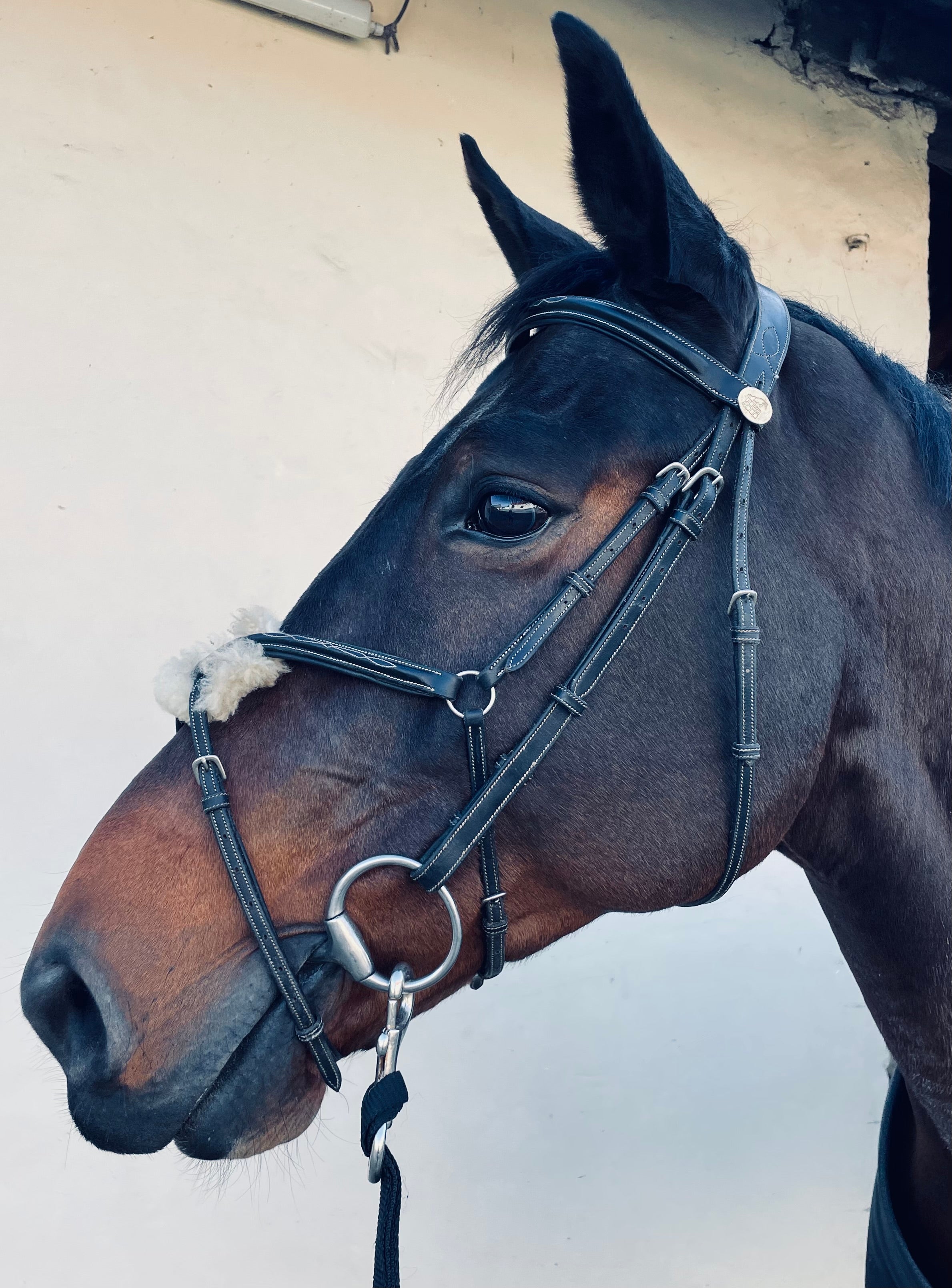 BRIDON JUMP&